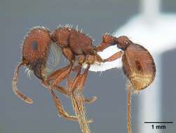 Слика од Pogonomyrmex subdentatus Mayr 1870