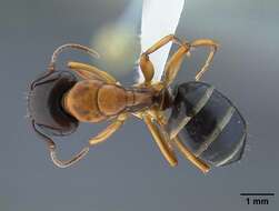 Plancia ëd Camponotus clarithorax Creighton 1950