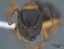 Plancia ëd Camponotus clarithorax Creighton 1950