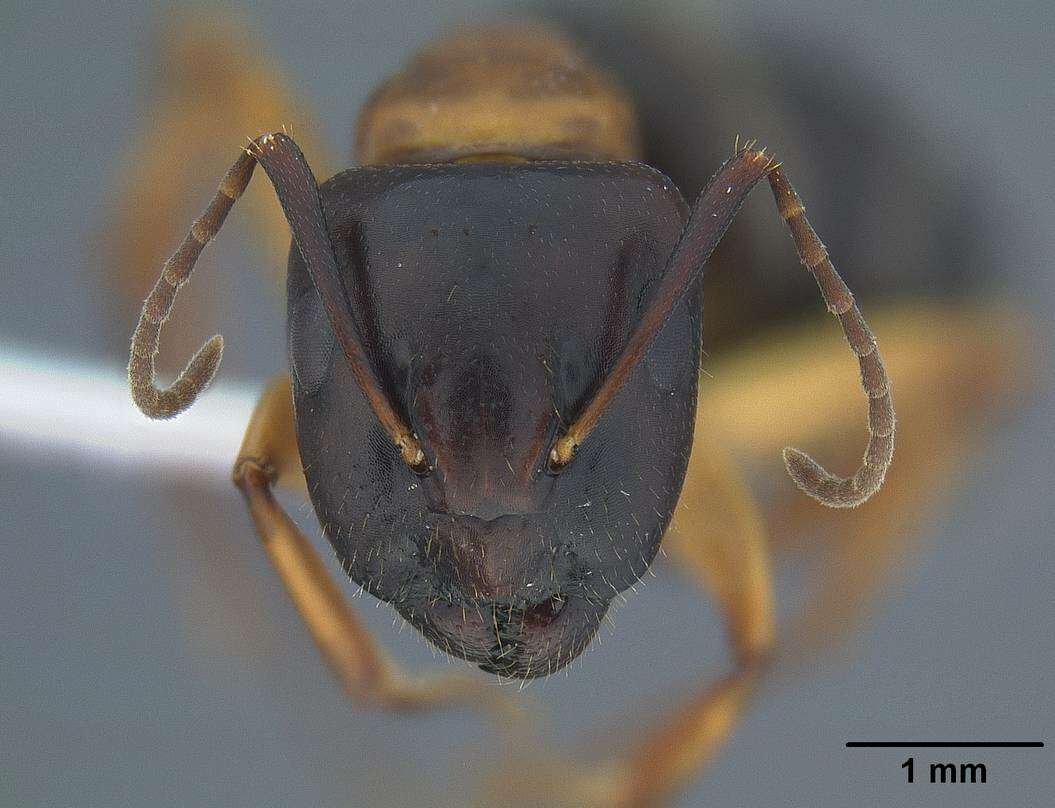 صورة Camponotus clarithorax Creighton 1950