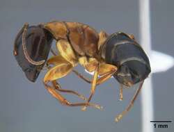 Plancia ëd Camponotus clarithorax Creighton 1950