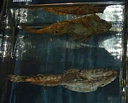 Image of Atlantic hookear sculpin