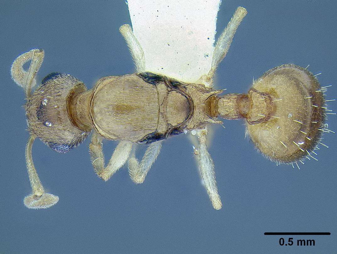 Image de <i>Temnothorax mpala</i>