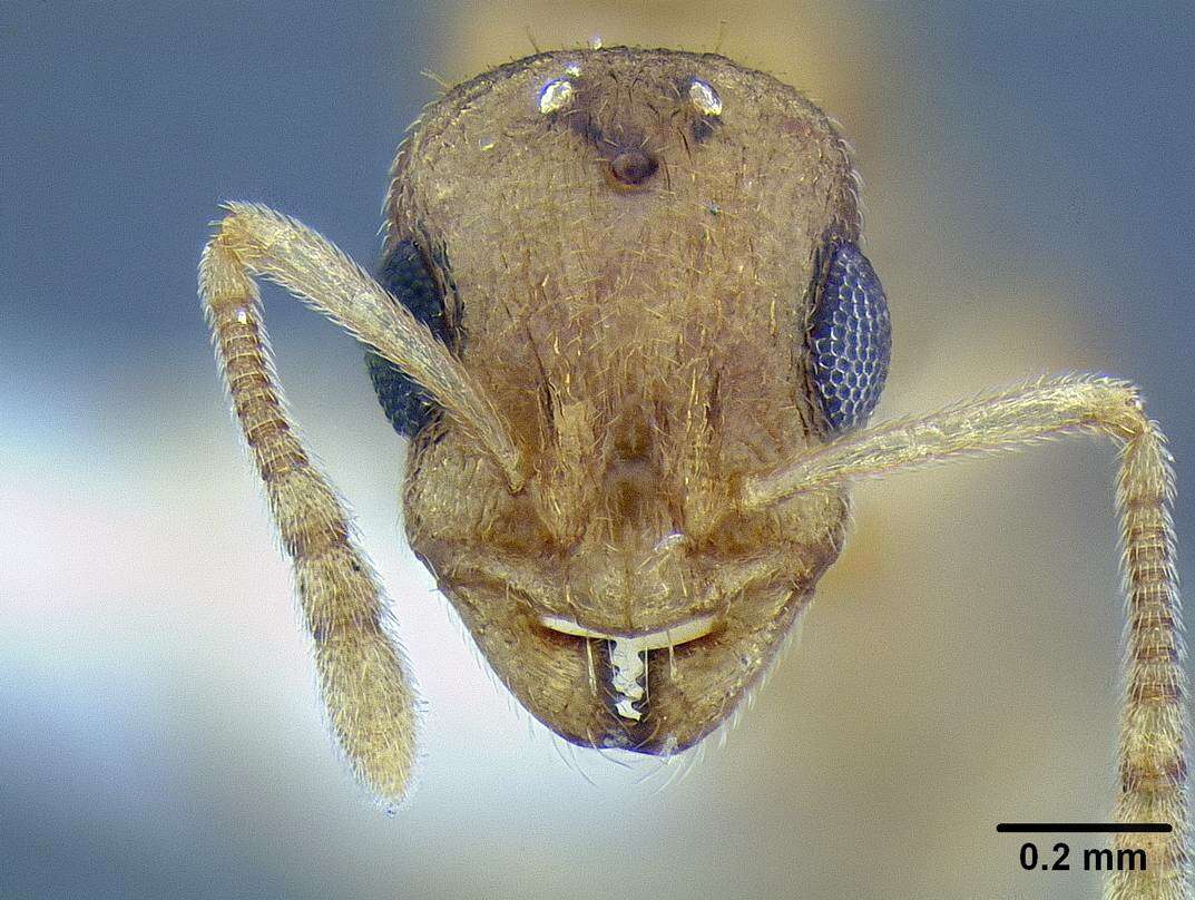 Image de <i>Temnothorax mpala</i>