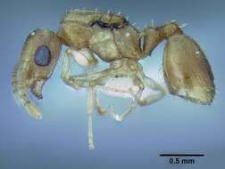 Image of <i>Temnothorax mpala</i>