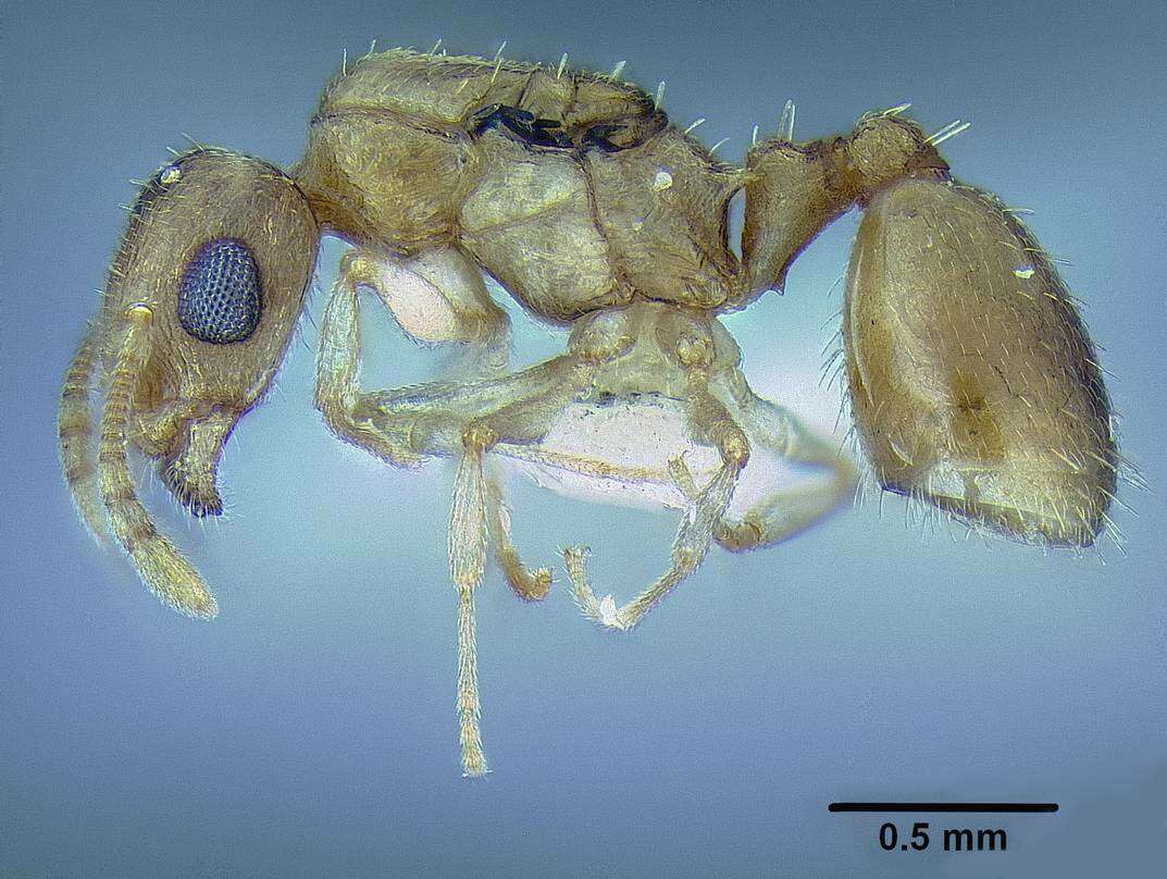 Image of <i>Temnothorax mpala</i>