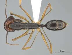 Image of Odontomachus floresensis Brown 1976