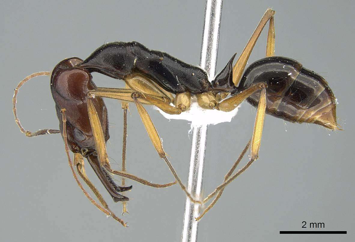 Image of Odontomachus floresensis Brown 1976