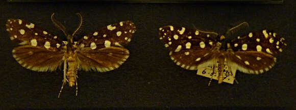 Image of Euplocamus anthracinalis (Scopoli 1763)