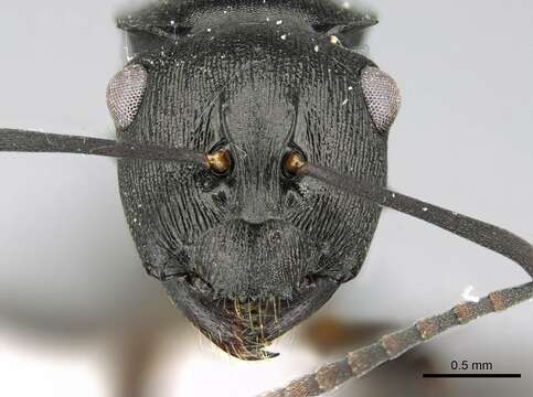 Image of Polyrhachis inconspicua Emery 1887