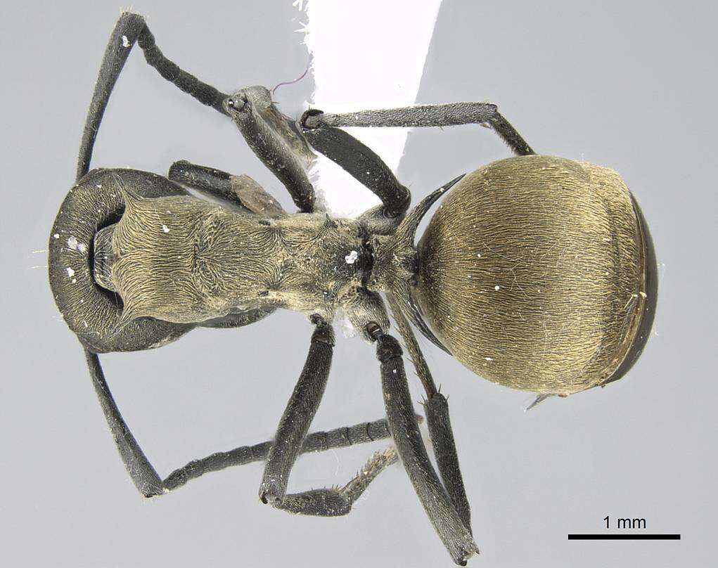 Image of Polyrhachis dives Smith 1857