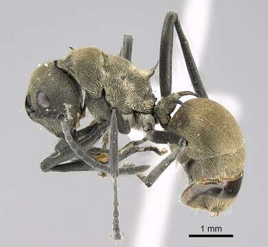 Image of Polyrhachis dives Smith 1857