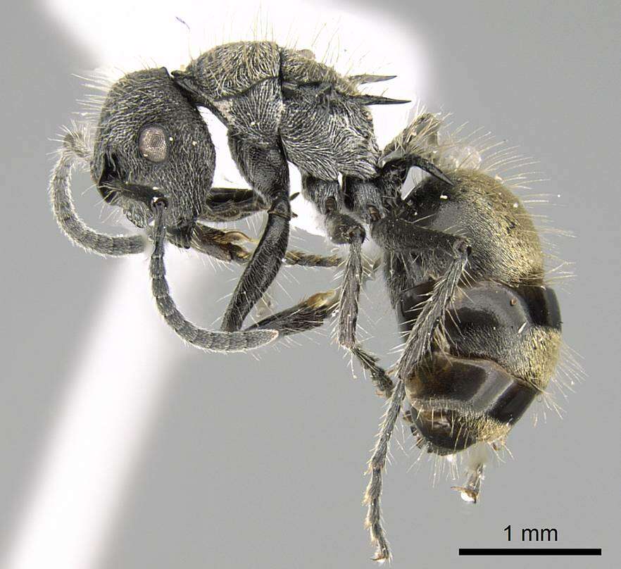 Plancia ëd Polyrhachis arcuata (Le Guillou 1842)