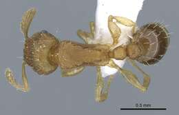 Image of Ant