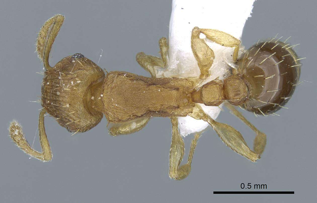 Image of Ant