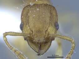 Image of Ant