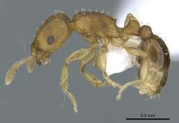 Image of Ant
