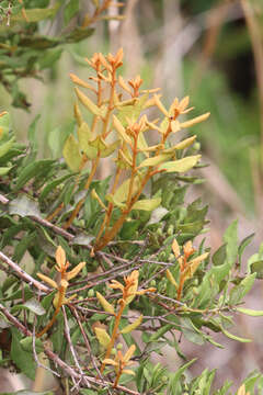 Image of rusty staggerbush