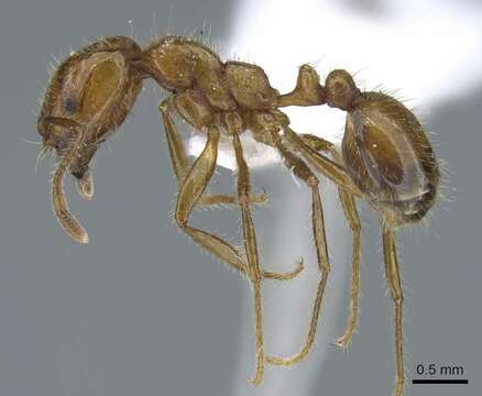 Image of Fire ant