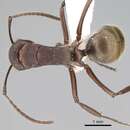 Image of Polyrhachis schenckii Forel 1886