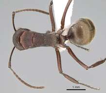 Image of Polyrhachis schenckii Forel 1886