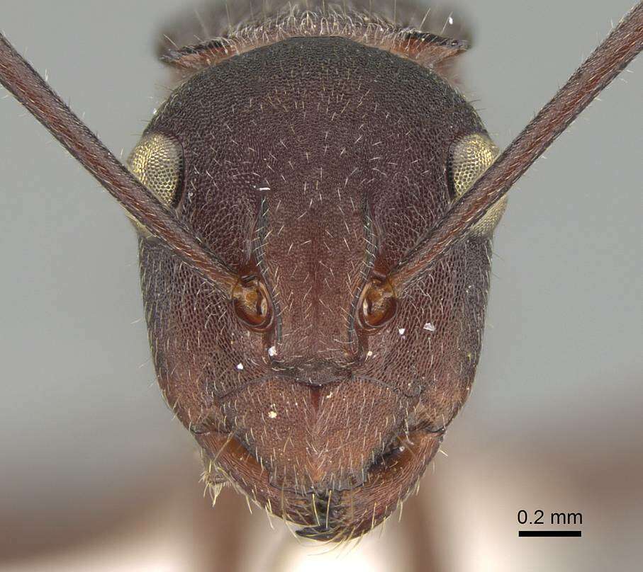 Image of Polyrhachis schenckii Forel 1886