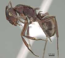 Image of Polyrhachis schenckii Forel 1886