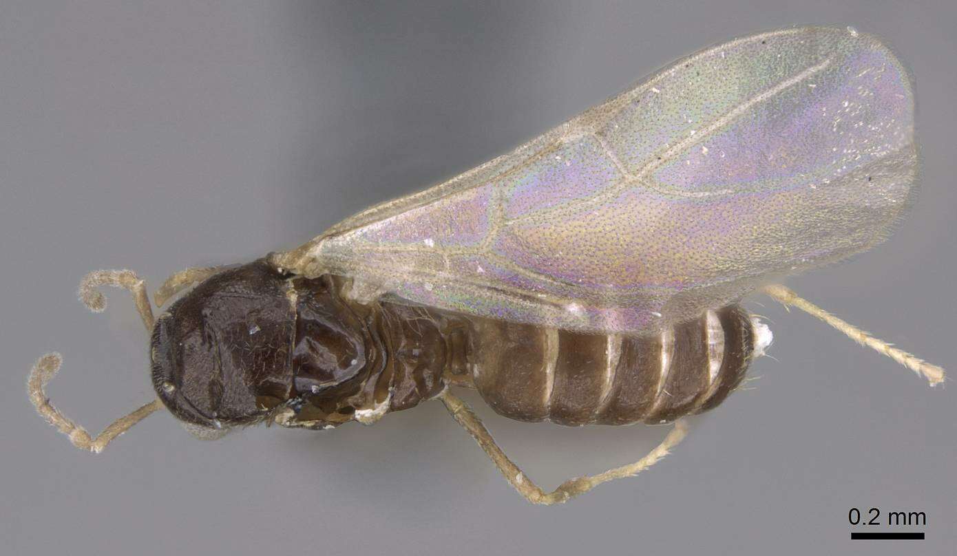 Image of Brachymyrmex cordemoyi Forel 1895