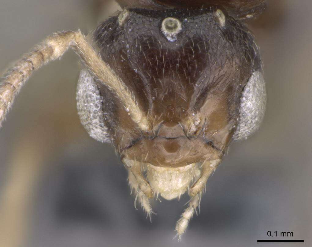 Image of Brachymyrmex cordemoyi Forel 1895