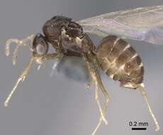 Image of Brachymyrmex cordemoyi Forel 1895