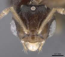 Image of Brachymyrmex cordemoyi Forel 1895