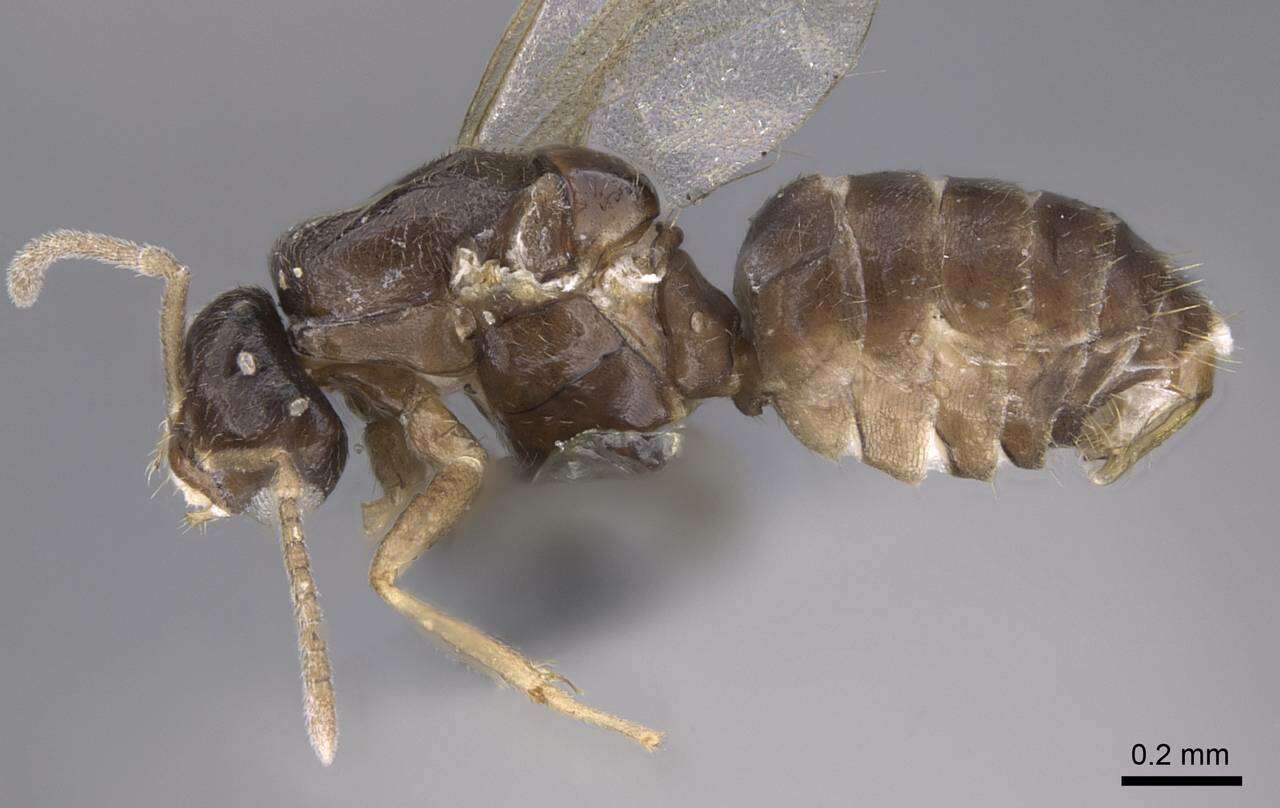 Image of Brachymyrmex cordemoyi Forel 1895