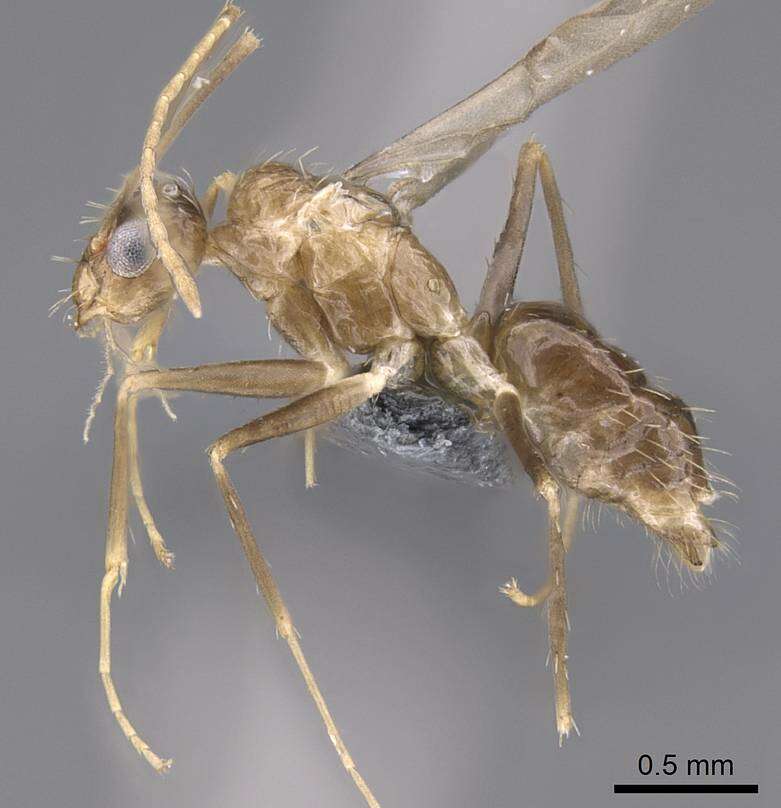 Image of Crazy Ant