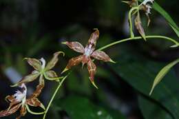 Image of Oncidium cristatellum Garay