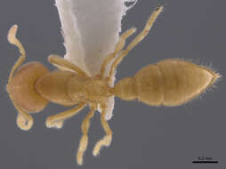 Image of <i>Prionopelta concenta</i>