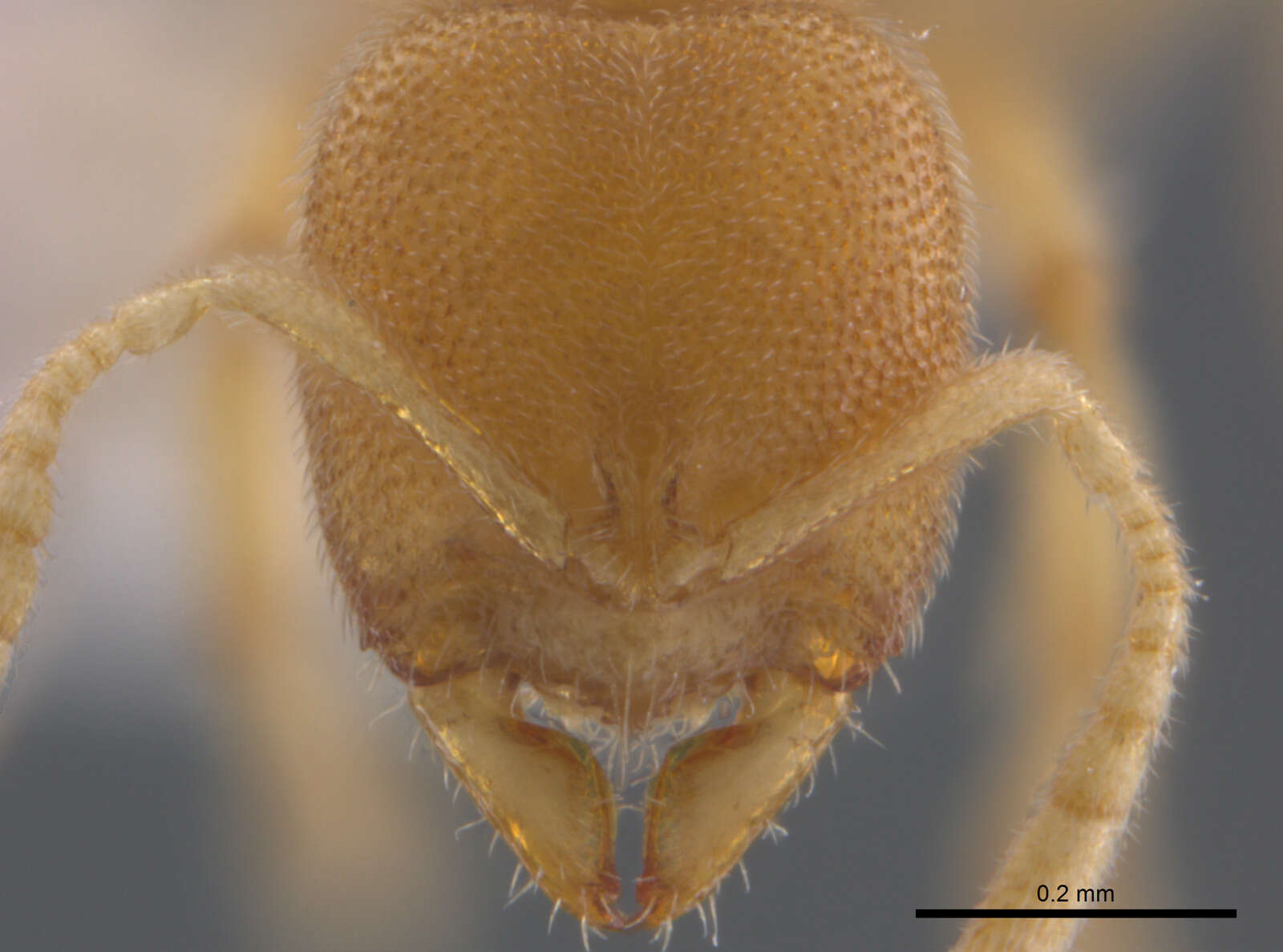 Image of <i>Prionopelta concenta</i>