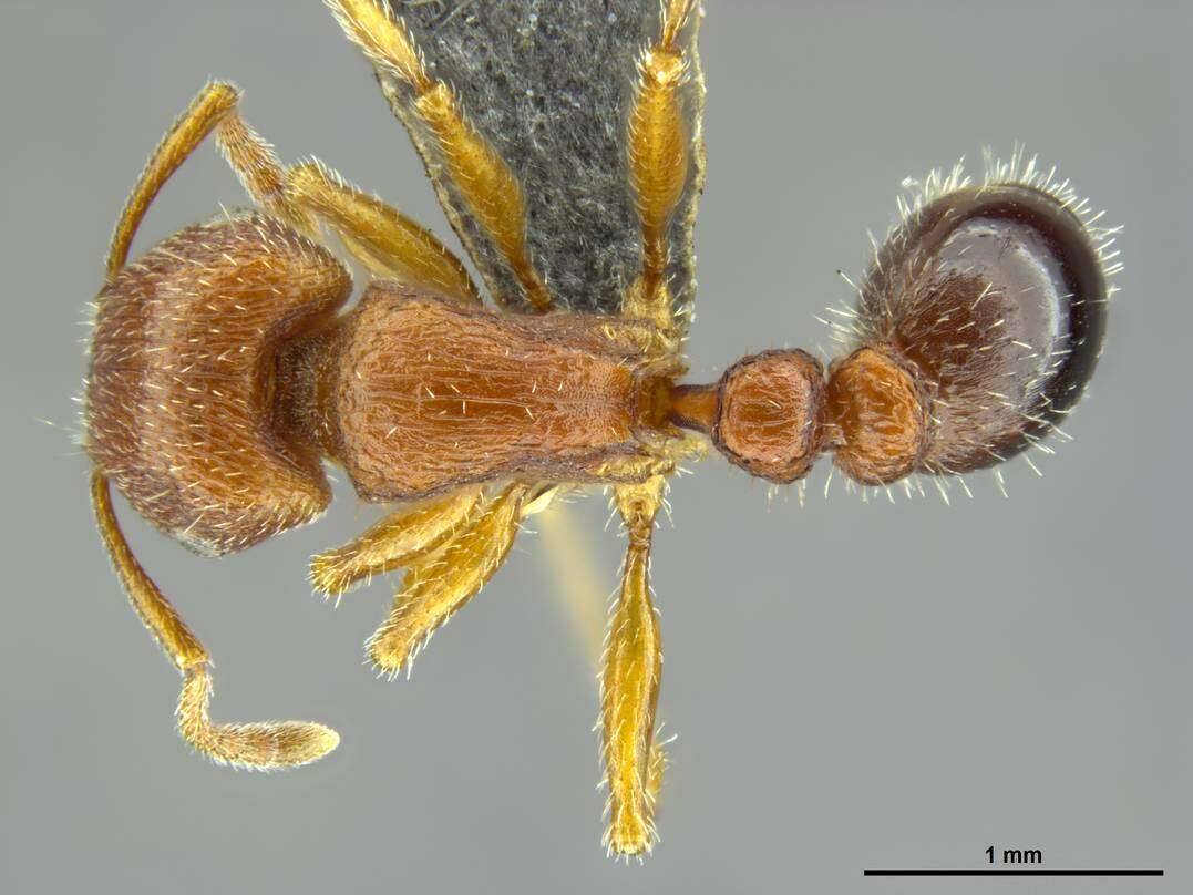 Image of Tetramorium dichroum Santschi 1932