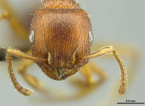 Image of Bicolored Fierce ant