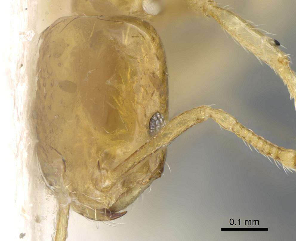 Image of Monomorium exiguum Forel 1894