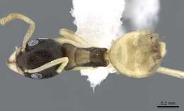 Image of Ant