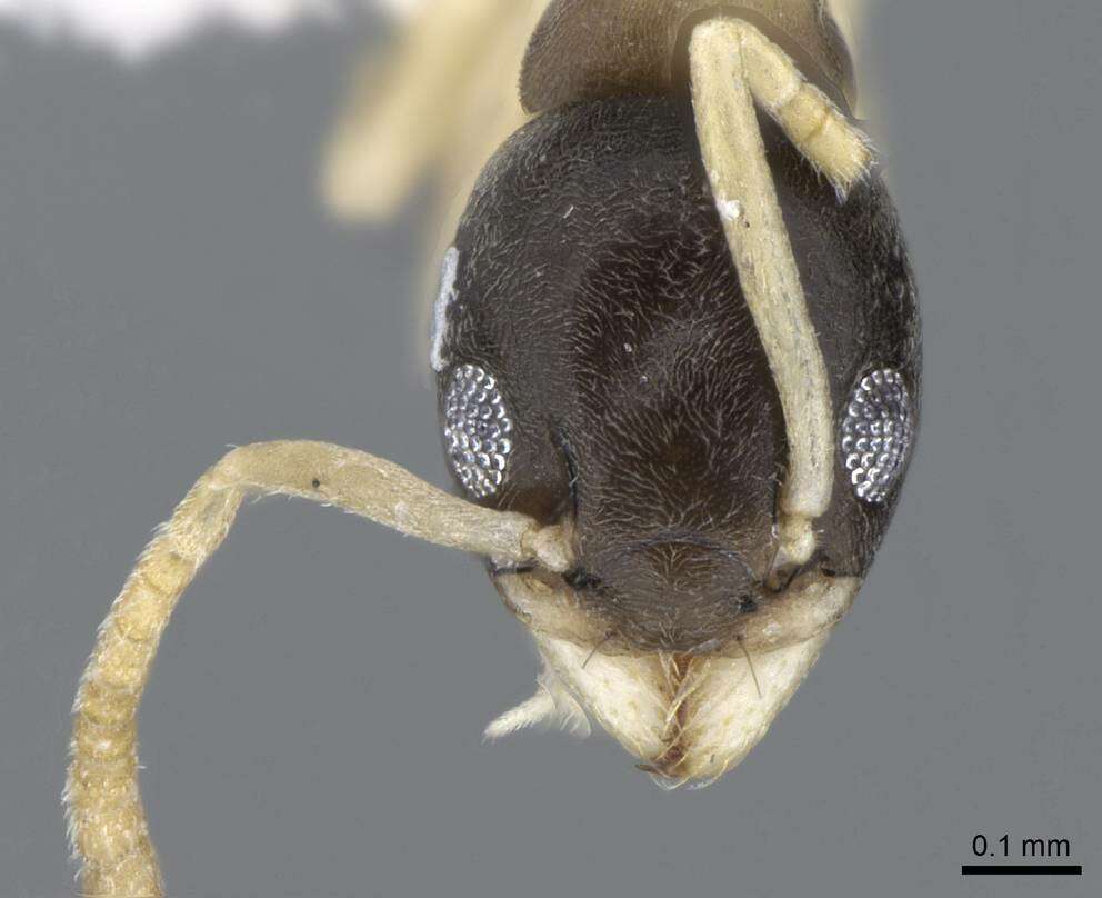 Image of Ant