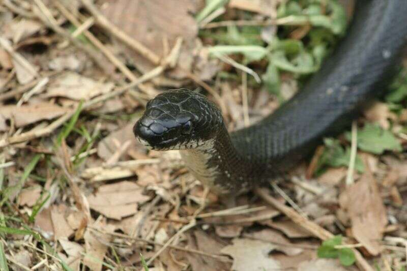 Image of Rat snakes