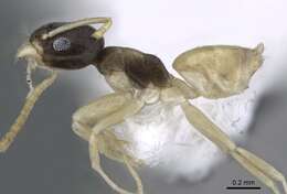 Image of Ant