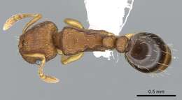 Image of Ant