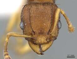 Image of Ant
