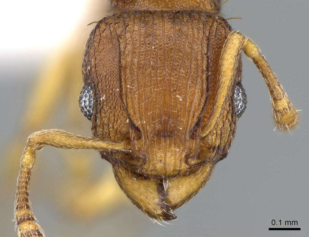 Image of Ant