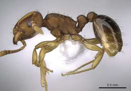 Image of Ant