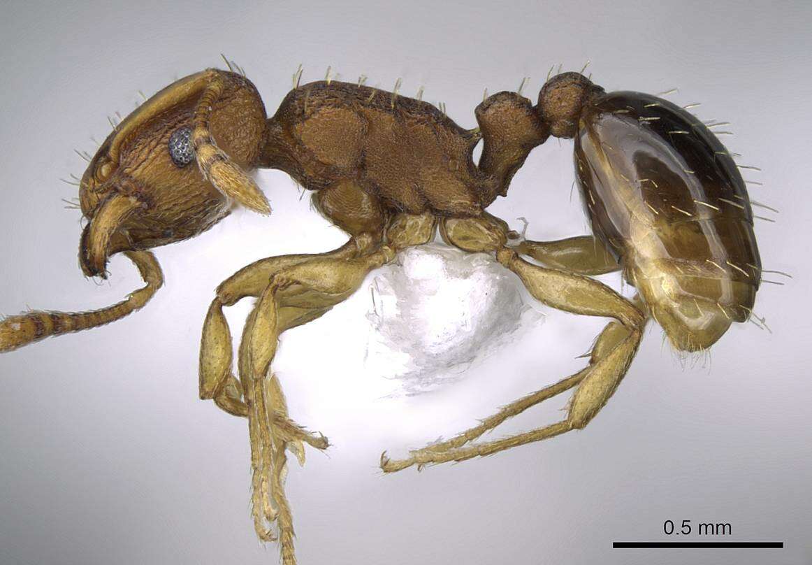 Image of Ant