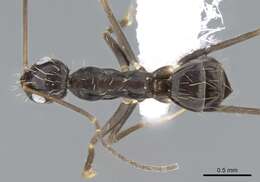 Image of Crazy Ant