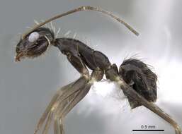 Image of Crazy Ant